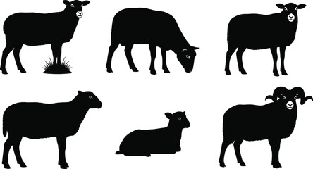 Sheep silhouette, farm animal, grazing sheep, lying sheep, horned sheep, vector art, black figure, isolated, white background, livestock icon