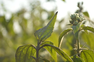 Vibrant green leaves and foliage in soft sunlit garden setting