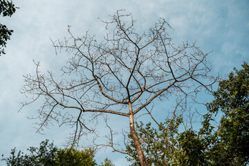 Bare leafless tree with intricate branches reaching into a blue sky, dry deciduous tree in forest during winter or summer drought season, nature background concept of change and resilience