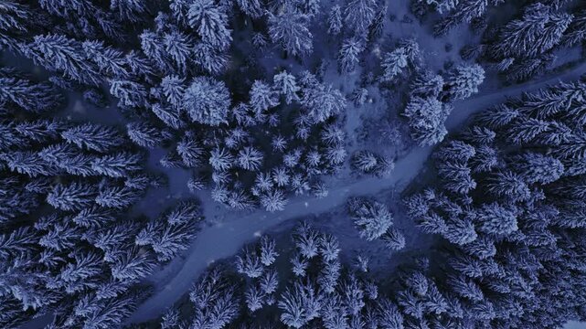 Aerial drone footage of a snow-covered spruce forest in winter with snowfall. The treetops form a peaceful white pattern under soft morning light, captured in high-resolution cinematic detail.