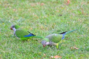 Green Monk parakeet pair in the city , Myiopsitta monachus