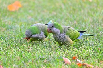 Green Monk parakeet pair in the city , Myiopsitta monachus