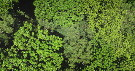 Tropical forest dense canopy of lush green foliage forming vibrant tapestry of nature background. Drone flight top down aerial view captures breathtaking beauty of green leaves moving on wind