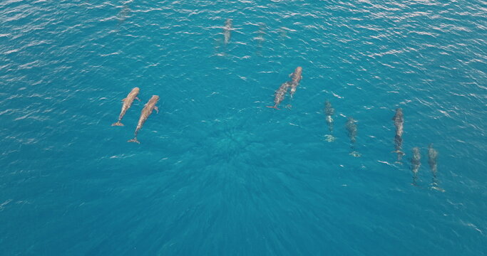 Pilot whales are swimming in formation in clear blue ocean water, creating a beautiful natural spectacle, as seen from an aerial drone perspective. Wild nature sea travel background, top down view