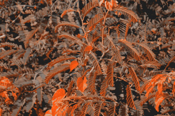 Vibrant colorful leaves and foliage in soft sunlit garden setting