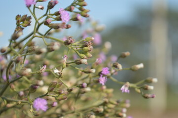 Vibrant green leaves,buds and foliage in soft sunlit garden setting