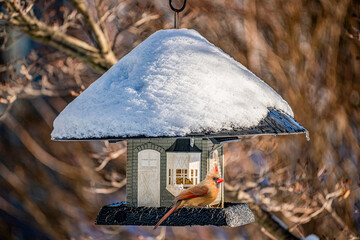 Cardinal at the Feeder
