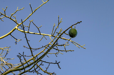 El fruto de la Chorisia speciosa (Palo Borracho) es una cápsula leñosa ovoide que, al madurar, se abre en 5 valvas para liberar una fibra algodonosa blanca (kapok) que envuelve numerosas semillas pard