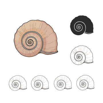 Illustration of a large beige spiral seashell surrounded by smaller shell sketches in varied outlines for design and educational use.