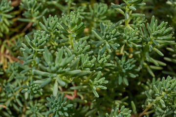 Macro photo of succulent stonecrop plant with dense fleshy leaves. Detailed texture of green stonecrop shoots forming a dense ground cover. Dense fleshy leaves forming a lush carpet.