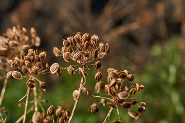 Close-up of mature dried dill seeds on umbellate inflorescences in the garden. Natural texture, brown seeds and a blurred green background.