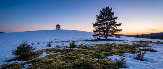 Serene winter landscape with snow-covered hills and pine trees under twilight sky. Snowy ground displays patches of green moss, creating a tranquil winter scene.