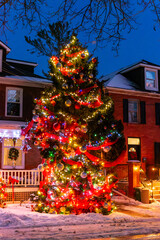 Christmas tree at night in Kingston 
