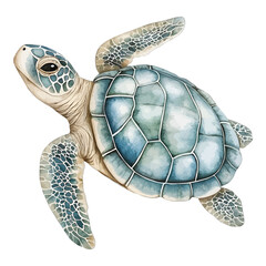 Watercolor Sea Turtle Swimming Marine Animal Illustration  © Sajana Jayathissa