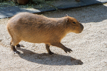 Walking cute capybara (hydrochoerus hydrochaeris) in Fukuoka Uminokamichi zoo open yard. Fukuoka, Kyushu, Japan