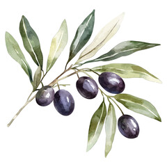 Watercolor Black Olives on an Olive Branch Vector Illustration, Botanical Greenery
