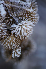 Freeze dried flowers in winter