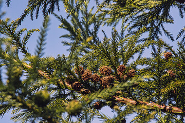 Small Pine Cones Among Green Needles