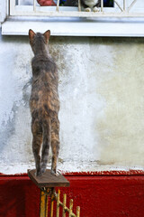 Cat stands on hind legs near the wall of the house and trying to look out the window.