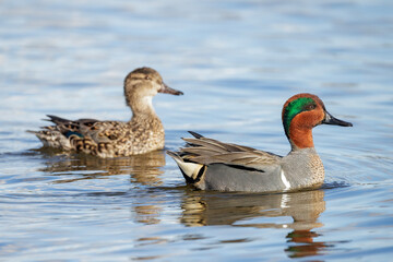 Green-winged teal