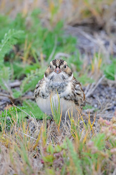 Lapland Longspur bird