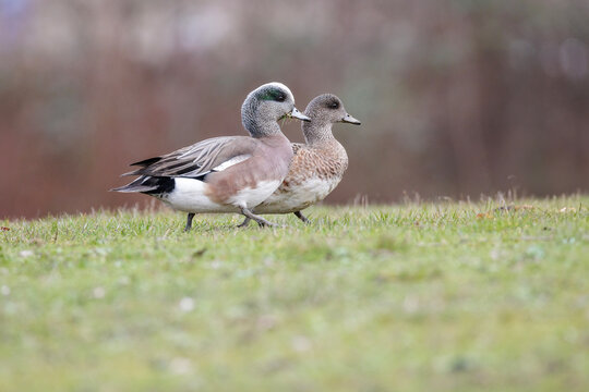 American wigeon bird