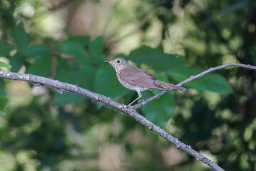  Swainson's Thrush bird