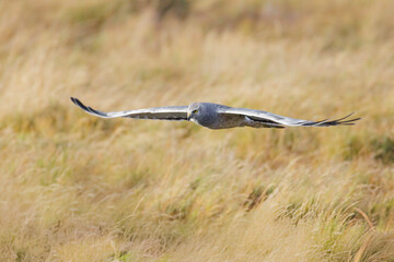Northern harrier bird