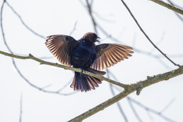 Brown-headed cowbird bird