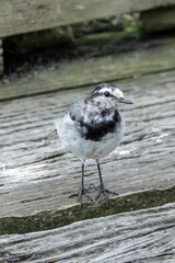 White Wagtail bird