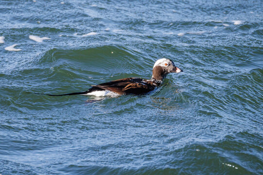 Long-tailed Duck bird