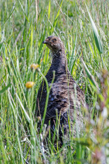Sooty grouse bird