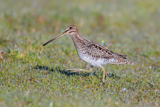 Wilson's snipe bird