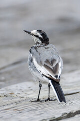 White Wagtail bird
