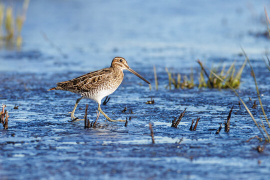 Wilson's snipe bird