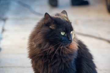 A young black cat looking in the distance. Cat photo. Animal photo