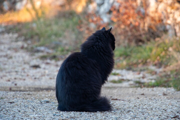 A young black cat looking in the distance. Cat photo. Animal photo