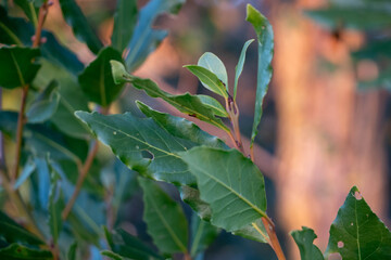 Close up photo of bay leaves on a tree branch