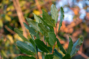 Close up photo of bay leaves on a tree branch