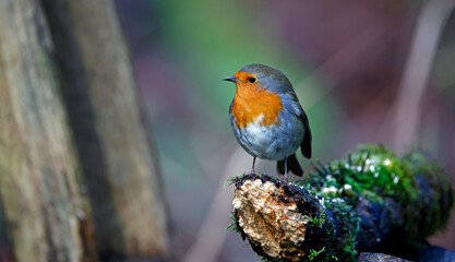 Eurasian robin in a Christmas setting