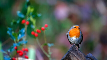 Eurasian robin in a Christmas setting