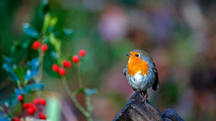 Eurasian robin in a Christmas setting