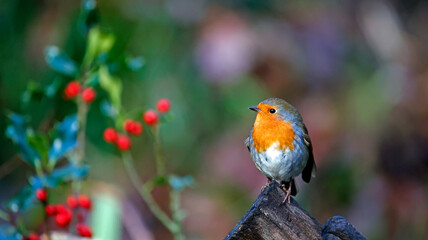 Eurasian robin in a Christmas setting