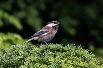 Chestnut-backed chickadee bird
