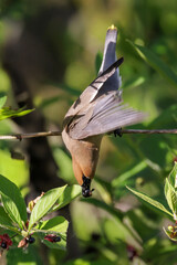 Cedar waxwing bird
