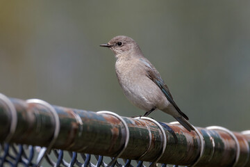 Mountain bluebird