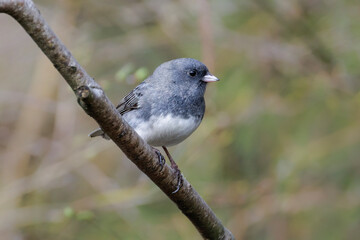 Dark-eyed junco slate colored