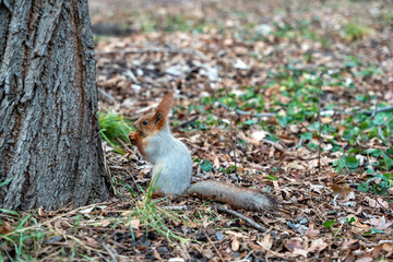 A Eurasian red squirrel (Sciurus vulgaris) is sitting on the ground next to a large tree trunk, nibbling on a nut.