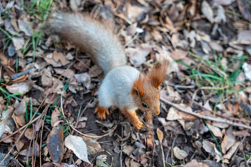 A cute, fluffy Eurasian red squirrel (Sciurus vulgaris) with prominent ear tufts is captured from above on the forest floor, surrounded by dry, fallen autumn leaves.