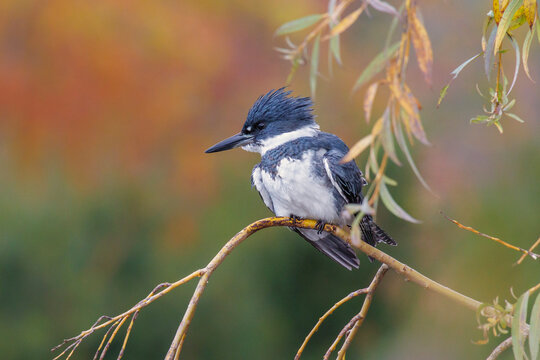 Belted Kingfisher bird